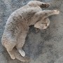 Mia_Mogli (4)